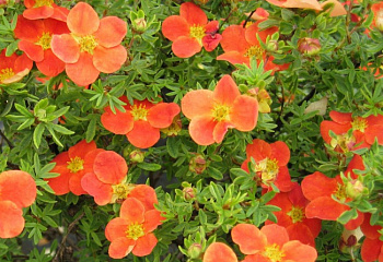Лапчатка Potentilla Hopley’s Orange 