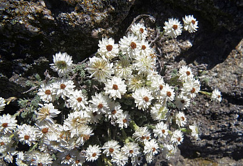 Гелихризум (Бессмертник) холодный Helichrysum frigidum 