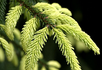 Ель восточная Picea orientalis Aureospicata 