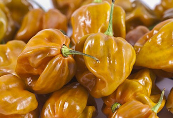 Перец острый Hot pepper Habanero Mustard 