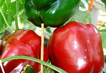 Перец сладкий  Sweet pepper King Of The North Pepper 