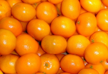 Клементин (гибрид мандарина и апельсина) Citrus clementina Clemenules 