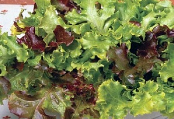 Салат Lettuce Salad Bowl 