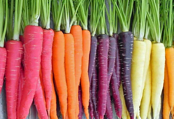 Морковь Carrot Colored 