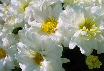 Хризантема Chrysanthemum Gazellе 