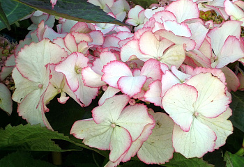 Гортензия крупнолистная  Hydrangea macrophylla Love You Kiss 
