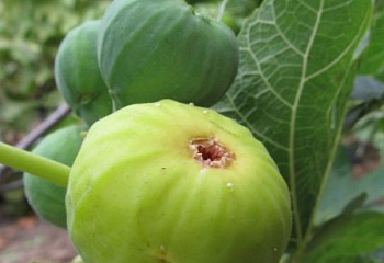 Инжир Fícus cárica White fig