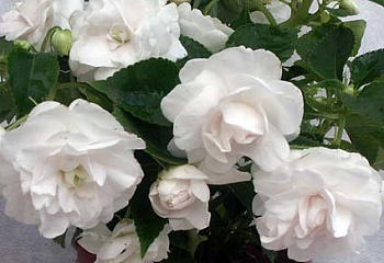 Бальзамин  Impatiens Blitz 3000 White 