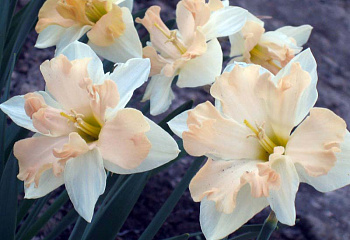 Нарцисс Narcissus Cum Laude 