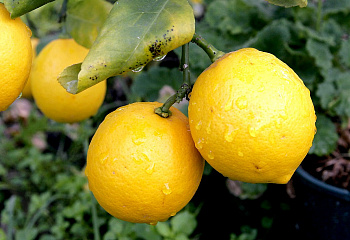 Лимон Citrus limon Maikop 