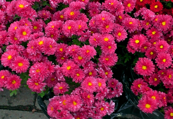 Хризантема Chrysanthemum Starfall 