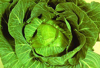Капуста кочанная Cabbage Golden Cross 