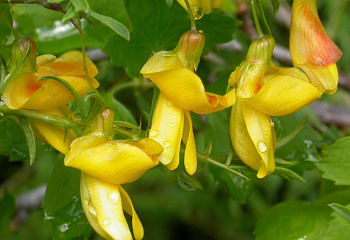 Карагана древовидная или акация желтая Caragána arboréscens Grandiflora 