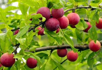 Алыча Prunus divaricataм Гармония