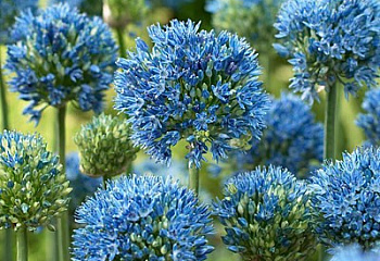 Декоративный лук или Аллиум голубой Allium caeruleum 