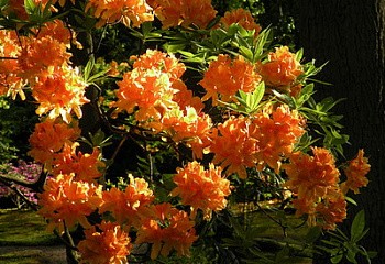 Азалия (рододендрон листопадный) Azalea Orange Boven 