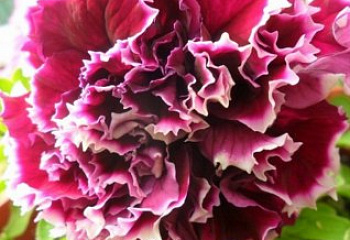 фото: петуния Pirouette Rose петуния Pirouette Rose