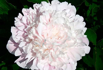 фото: Пион Cornelia Shaylor Пион Cornelia Shaylor