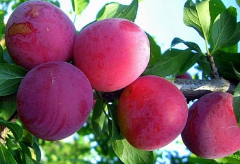 Алыча Prunus divaricataм Евгения