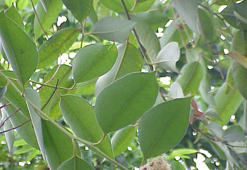 Эвкалипт Eucalýptus 