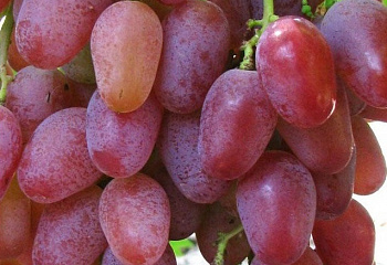 Виноград плодовый Vitis vinifera Огненный