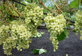 Виноград плодовый Vitis vinifera Супер Экстра