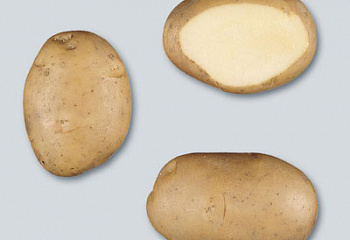 Картофель Potato Anosta 