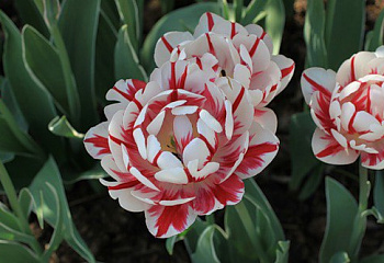 Тюльпан Túlipa Carnival de Nice 