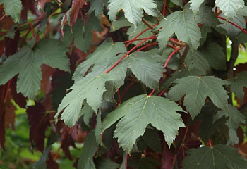 Клён ложноплатановый Acer pseudoplatanus Atropurpureum 