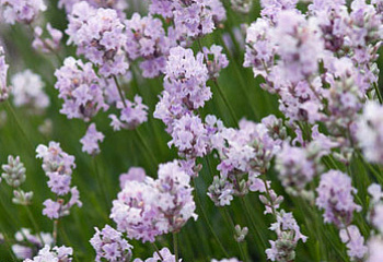 фото: лаванда Little Lottie лаванда Little Lottie