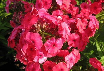 Флокс Phlox Juliglut 