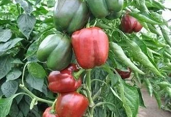 Перец сладкий  Sweet pepper Sondela 