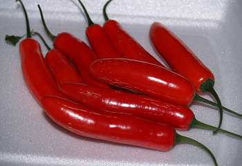 Перец острый Hot pepper Salsa Delight Hybrid 