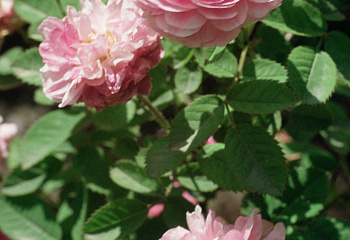 Роза Rósa Rose de Meaux 