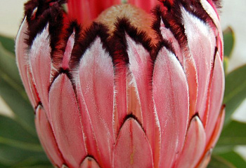 Протея или Сахарный кустарник Protea Regal Mink 