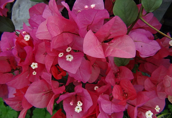Бугенвиллия или Бумажный цветок  Bougainvillea Lateritia 