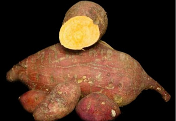 Батат или Сладкий картофель Sweet Potato Caragold 
