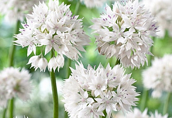 Декоративный лук или Аллиум Allium Moerheim Beauty 