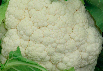 Капуста цветная Cauliflower Alambra 