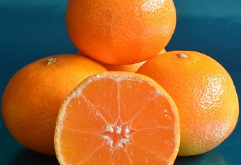 Клементин (гибрид мандарина и апельсина) Citrus clementina Oroval 