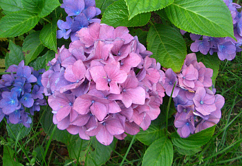 Гортензия крупнолистная Hydrangea macrophylla Bouquet Rose 