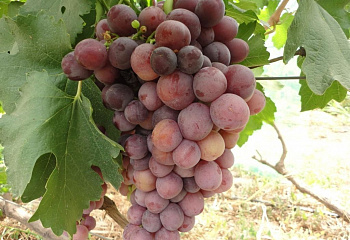 Виноград плодовый Vitis vinifera Александрина