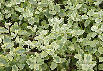 Гелихризум (Бессмертник) черешковый Helichrysum petiolare Variegatum 