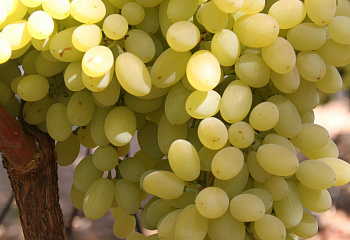 Виноград плодовый Vitis vinifera Золотой дождь