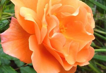 Роза Rósa Wonderful 