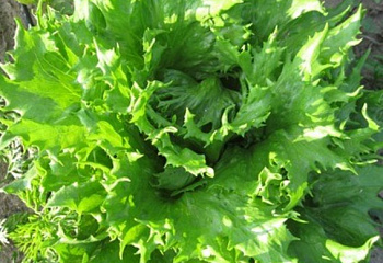 Салат Lettuce Ice Queen 