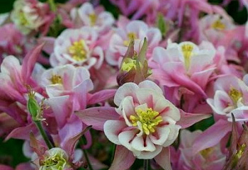 Аквилегия или Водосбор или Цветок Эльфов Aquilegia Rose & White 