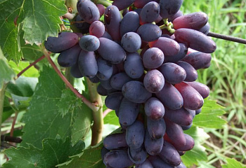 Виноград плодовый Vitis vinifera Кишмиш Яся
