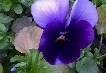 Виола Viola Lord Beaconsfield 