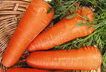 Морковь Carrot Chantenay Red Cored 